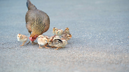 Hen and chickens roam freely on the ground in the vicinity of the yard. Mom teaches little chicks to...