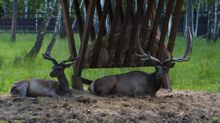 Close-up portrait of two horned brown deers on the lawn. Stags rest near the feeder and chew grass. Mammal wildlife ecosystem.の写真素材