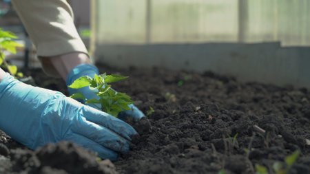 Female hands in protective gloves plant a vegetable seedlings in the soil.