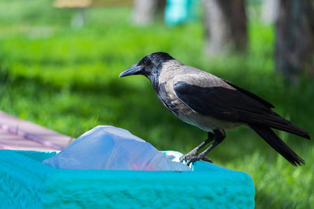 A gray crow sits on a trash can in the park. Close-up portrait of a bird. Pollution of the...