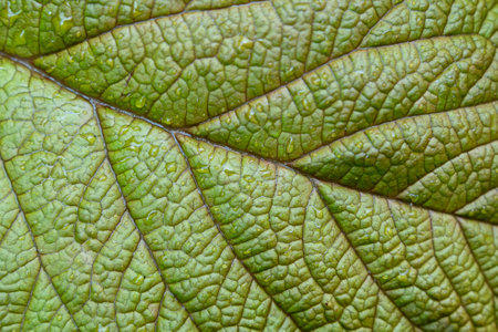 Leaf texture close-up