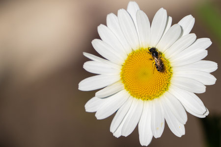 A bee collects nectar from a chamomile