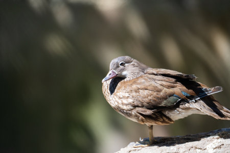 Close-up portrait of a wild duck on a stone.