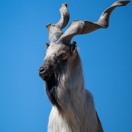 Portrait of a majestic mountain goat with twisted large horns.の素材 [FY310204438612]