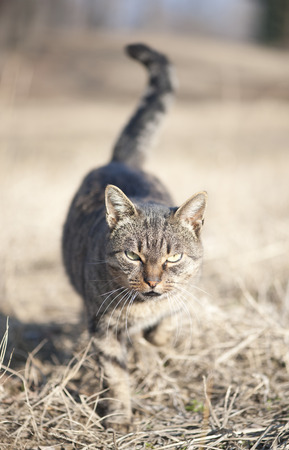 Domestic cat sneakingの写真素材