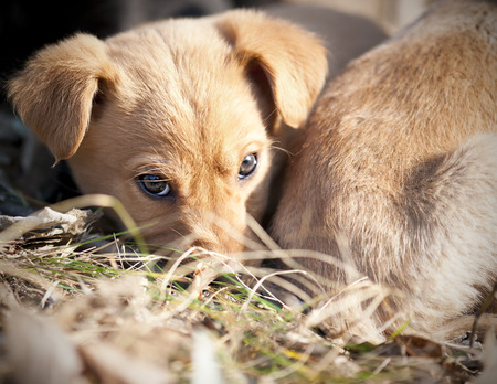 Cute young puppies on warm spring morningの写真素材