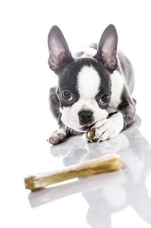 Puppy eating bone with another one on holdの写真素材