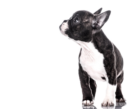 French bulldog puppy looking at somethingの写真素材