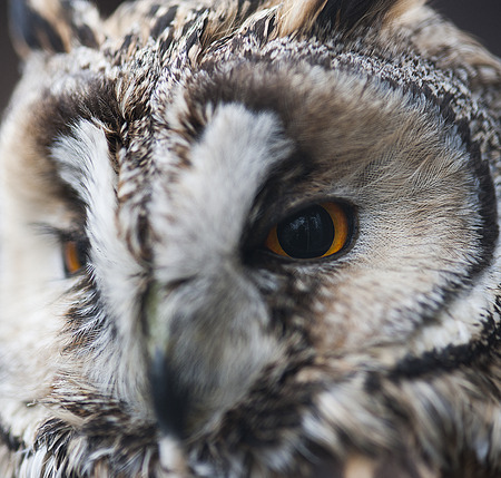 Owl faceの写真素材