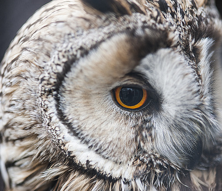 Owls eyeの写真素材