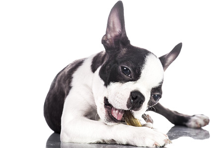 Young dog eating boneの写真素材