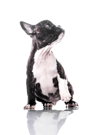 Cute young french bulldogの写真素材