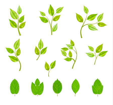 Set of isolated images of fresh tree branches of different shape with leaves on blank background vector illustrationのイラスト素材