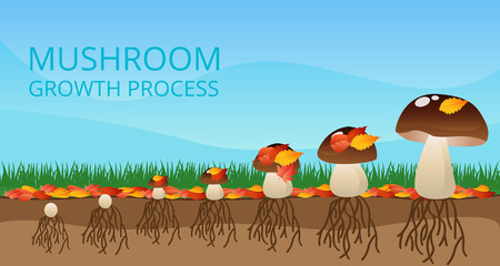 Growth of wild mushrooms colorful infographics with profile view at different stages of ripening flat illustrationのイラスト素材