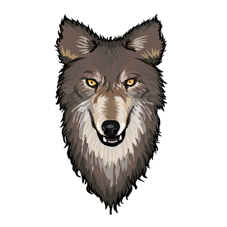 Gray Wolf Headのイラスト素材