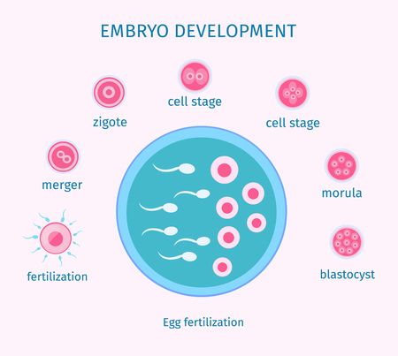 Egg Fertilization Process Flat Templateのイラスト素材