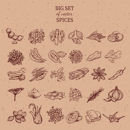 Natural Spices And Herbs Collectionのイラスト素材