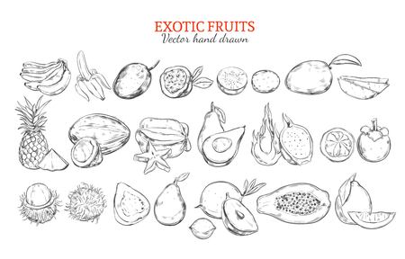 Monochrome exotic and tropical fruits collection in hand drawn style isolated vector illustration.のイラスト素材