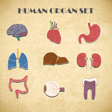 Internal organs setのイラスト素材