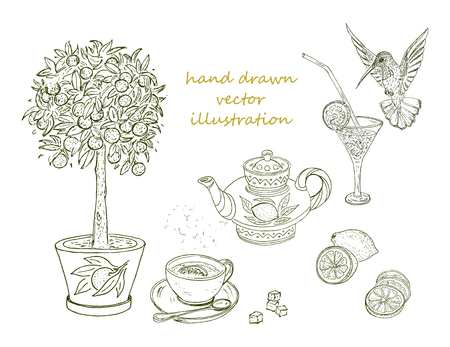 Hand drawn citrus elements set with orange tree tropical cocktail lemon humming bird teapot cup of tea isolated vector illustrationのイラスト素材