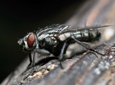 Fly macroの写真素材