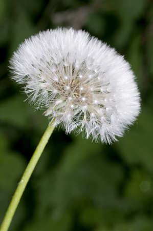 Dandelion close upの写真素材