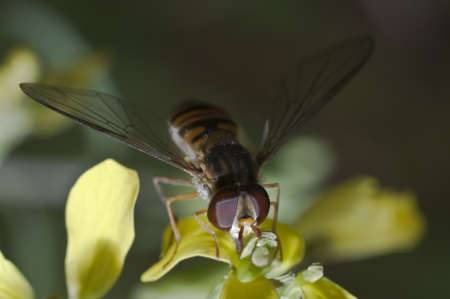 Wasp on flower