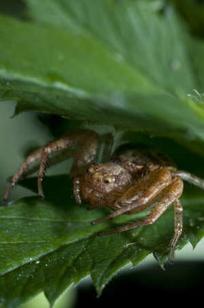Spider macroの写真素材