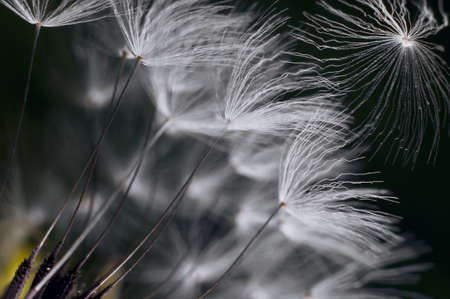 Dandelion macroの写真素材