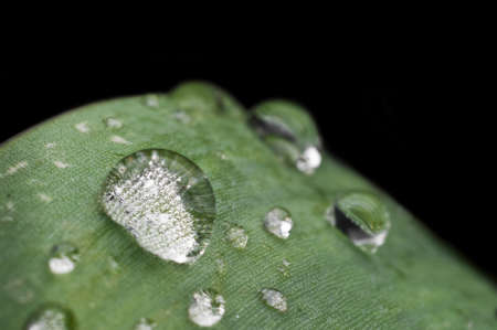 Leaf waterdrops isolatedの写真素材