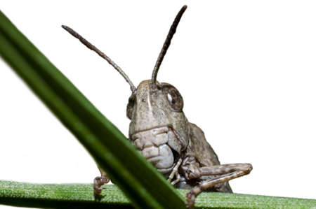 Grasshopper close up on white backgroundの写真素材