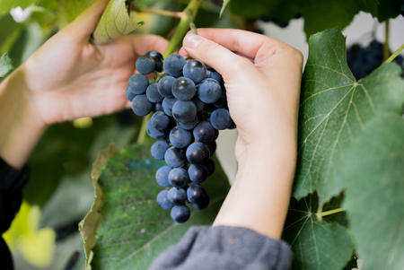 Female hand holds the grapes. close-up. with green leaves on the background. Grapes preparing for wineの写真素材