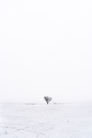 Minimalist snowy landscape. Madrid. Spain.の写真素材