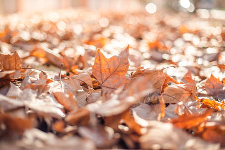 Leaves from the trees fallen on the streetの写真素材