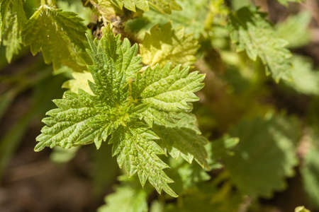 Green leaves of nettle plant in forest