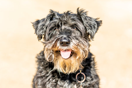 Close up portrait of a Dog breed Schnauzerの写真素材