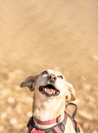 Photo with copy space of a cute small dog looking up in a parkの写真素材