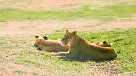 Lionesses resting together in green meadow on sunny dayの写真素材