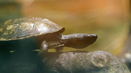 Reeves turtle walking on a rock in natural habitatの写真素材