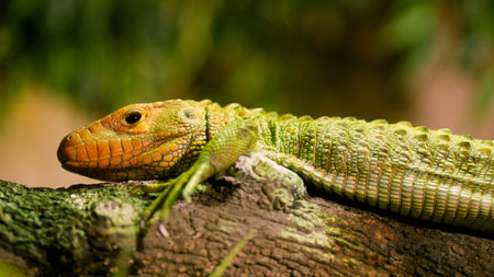 Caiman lizard resting on a branch in the rainforestの写真素材