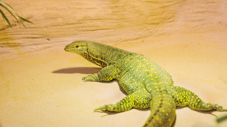 Argus monitor crawling on sand in a terrarium