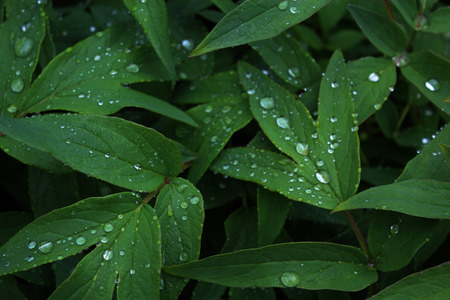 Background with beautiful green leaves and raindropsの写真素材