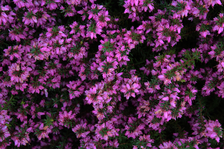 Background with wild flowers, purple callunaの写真素材