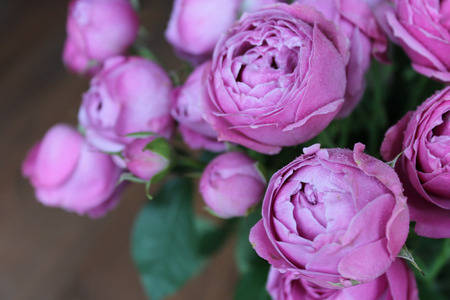 Closeup purple peony rosesの写真素材