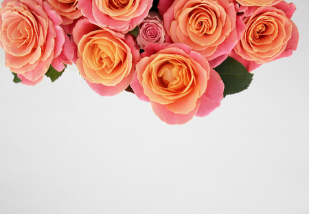 White background with orange roses on topの写真素材