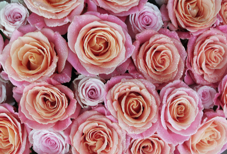 Beautiful delicate roses for wedding backgroundの写真素材