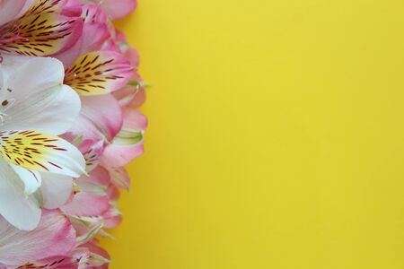 Beautiful flowers on yellow summer backgroundの写真素材