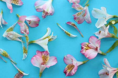 Beautiful flowers on light blue summer backgroundの写真素材