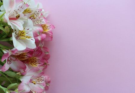 Beautiful light pink summer card with pink and white flowersの写真素材