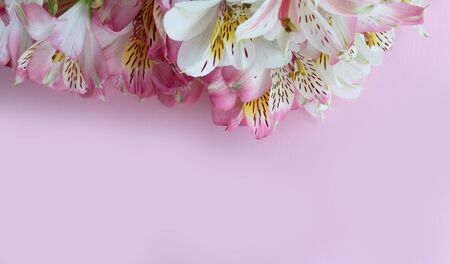 Beautiful pink summer card with pink and white alstroemeria flowersの写真素材